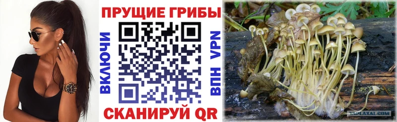 OMG сайт  где купить   Шебекино  Псилоцибиновые грибы Psilocybe 